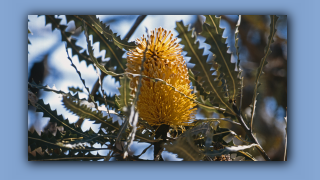 1993_WA_D05-16-10_Banksia (Banksia ashbyi).jpg